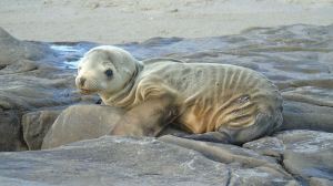 sea lion pup
