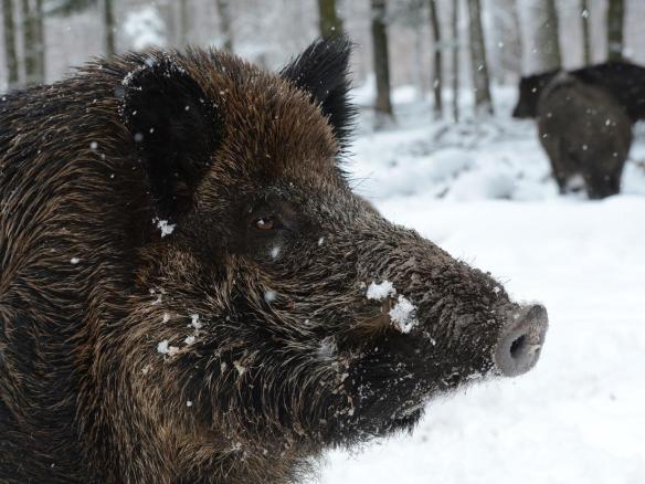 wild-boar.jpg