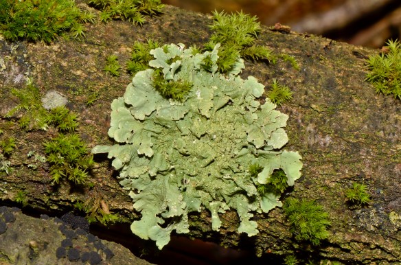 Flavoparmelia_caperata_-_lichen_-_Caperatflechte.jpg